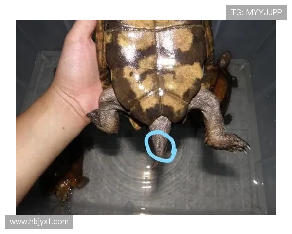 乌龟足球叉（乌龟台球）世界杯体育论坛